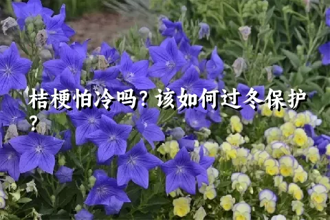 桔梗怕冷吗？该如何过冬保护？