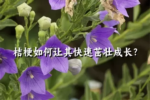 桔梗如何让其快速茁壮成长？