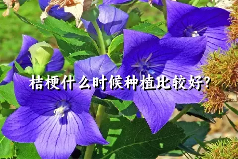 桔梗什么时候种植比较好？