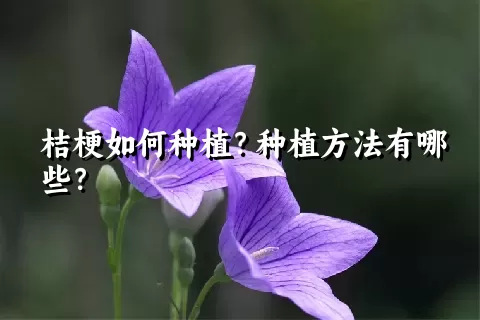 桔梗如何种植？种植方法有哪些？