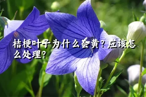 桔梗叶子为什么会黄？应该怎么处理？