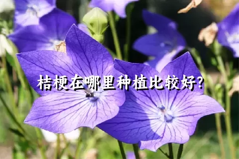 桔梗在哪里种植比较好？