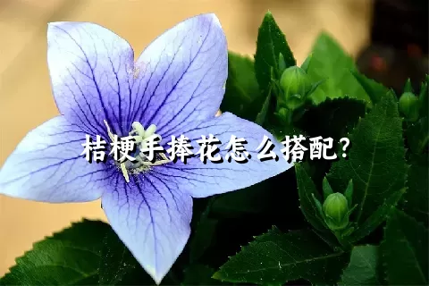 桔梗手捧花怎么搭配？