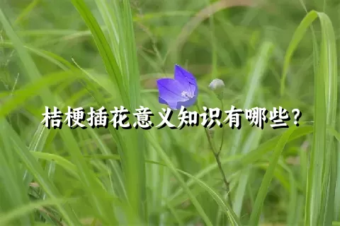 桔梗插花意义知识有哪些？