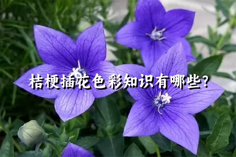 桔梗插花色彩知识有哪些？