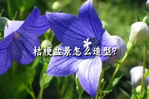 桔梗盆景怎么造型？