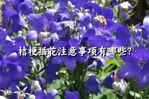 桔梗插花注意事项有哪些？