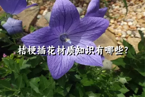 桔梗插花材质知识有哪些？