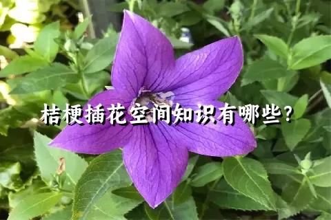 桔梗插花空间知识有哪些？