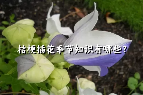 桔梗插花季节知识有哪些？