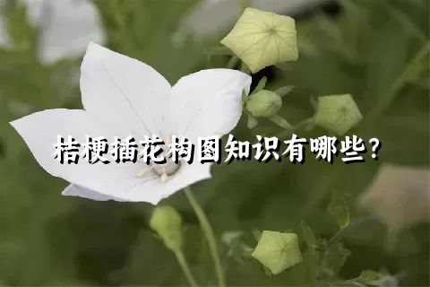 桔梗插花构图知识有哪些？