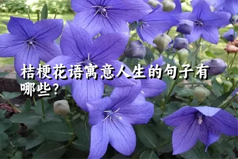 桔梗花语寓意人生的句子有哪些？