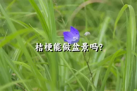 桔梗能做盆景吗？