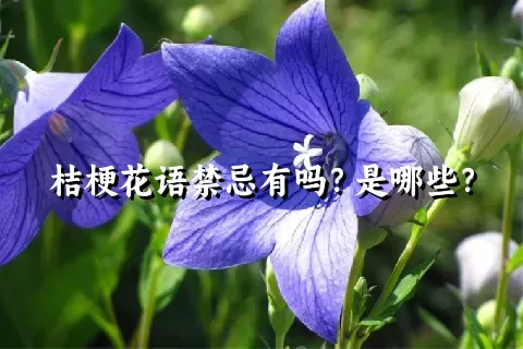 桔梗花语禁忌有吗？是哪些？