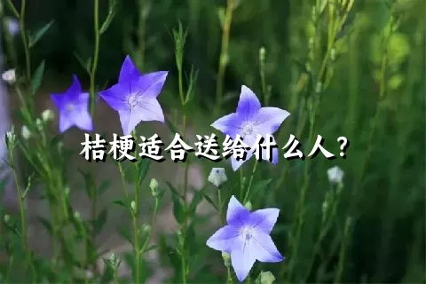 桔梗适合送给什么人？