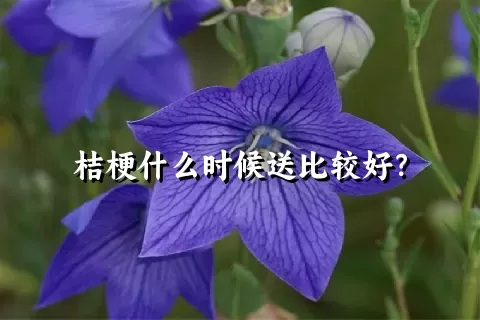 桔梗什么时候送比较好？