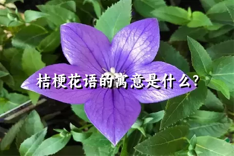 桔梗花语的寓意是什么？