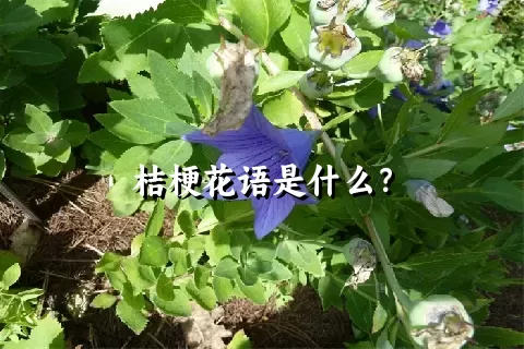 桔梗花语是什么？