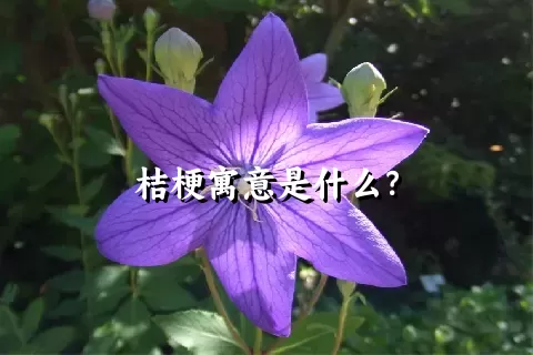 桔梗寓意是什么？