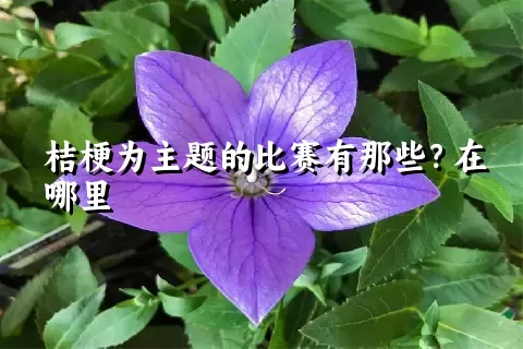 桔梗为主题的比赛有那些？在哪里