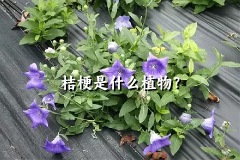 桔梗是什么植物？