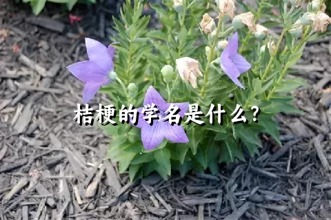 桔梗的学名是什么？