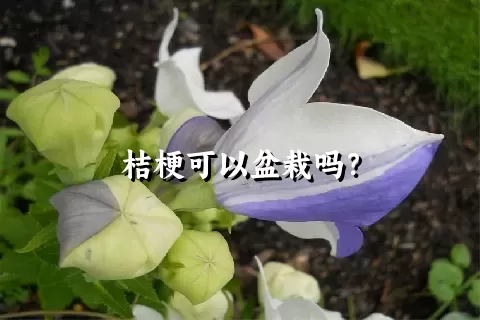 桔梗可以盆栽吗？