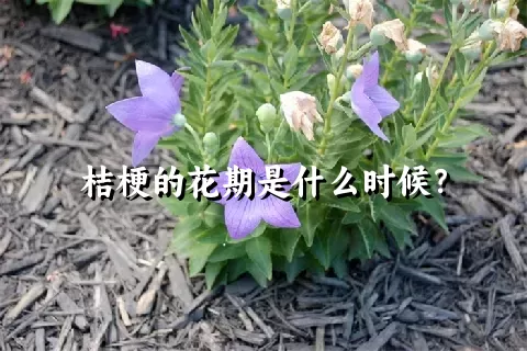 桔梗的花期是什么时候？