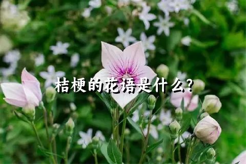 桔梗的花语是什么？