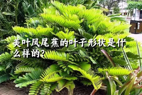 美叶凤尾蕉的叶子形状是什么样的？