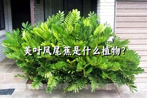 美叶凤尾蕉是什么植物？