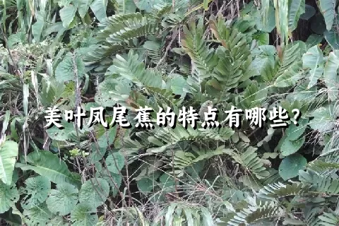 美叶凤尾蕉的特点有哪些？