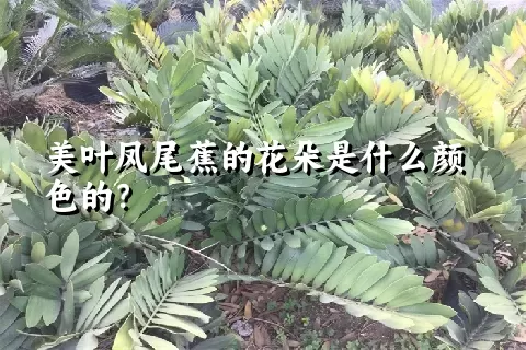 美叶凤尾蕉的花朵是什么颜色的？