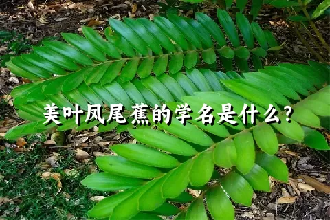 美叶凤尾蕉的学名是什么？