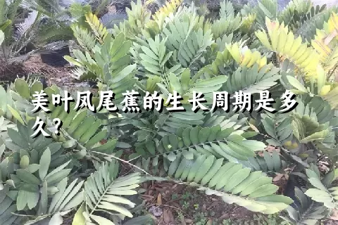 美叶凤尾蕉的生长周期是多久？