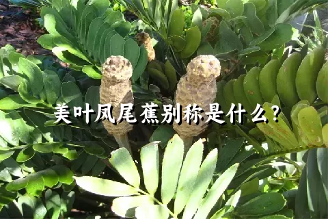 美叶凤尾蕉别称是什么？