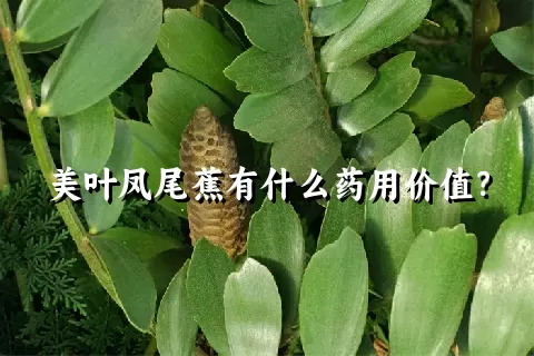 美叶凤尾蕉有什么药用价值？