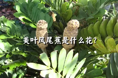 美叶凤尾蕉是什么花？