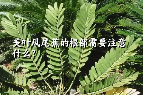 美叶凤尾蕉的根部需要注意什么？