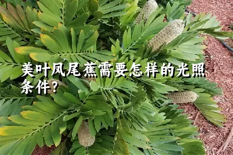 美叶凤尾蕉需要怎样的光照条件？