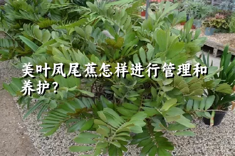 美叶凤尾蕉怎样进行管理和养护？