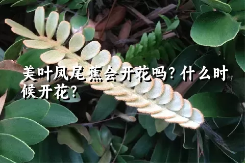 美叶凤尾蕉会开花吗？什么时候开花？