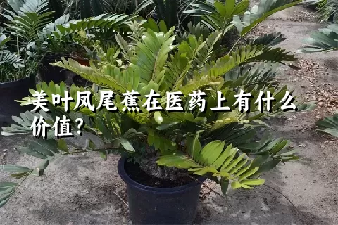 美叶凤尾蕉在医药上有什么价值？