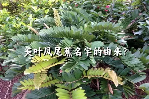 美叶凤尾蕉名字的由来？