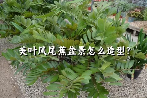 美叶凤尾蕉盆景怎么造型？