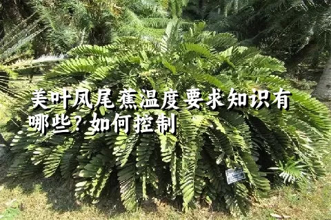 美叶凤尾蕉温度要求知识有哪些？如何控制