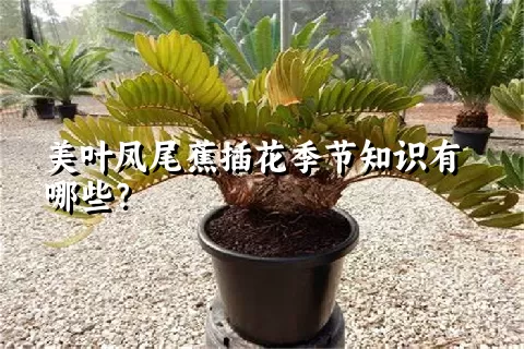 美叶凤尾蕉插花季节知识有哪些？