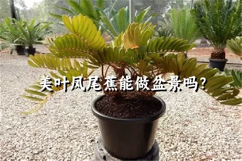 美叶凤尾蕉能做盆景吗？