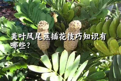 美叶凤尾蕉插花技巧知识有哪些？