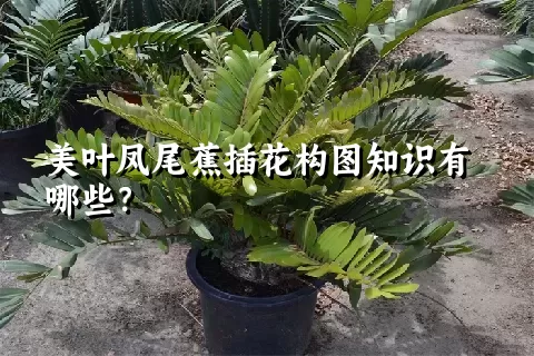 美叶凤尾蕉插花构图知识有哪些？